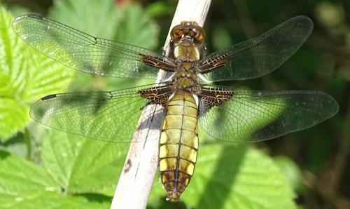 Réf. 275 046 : Libellula depressa